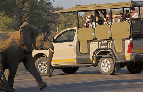  Kruger National Park: Safari Przygoda Życia w Sercu RPA!