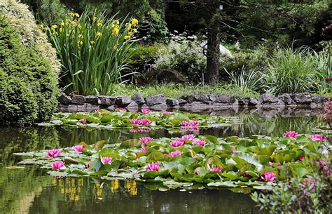 Ogród Botaniczny Chizhou - Zabytkowe Drzewa i Sielska Spokojna Atmosfera!